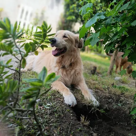 Nyaraló A Casina De Tuli