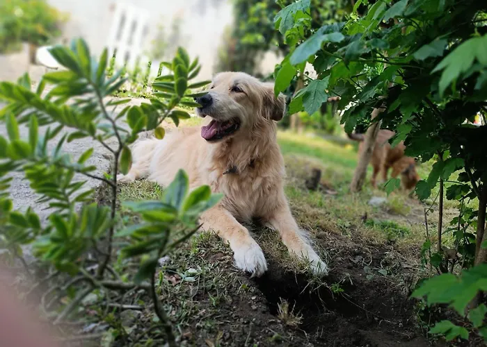 Dom wakacyjny A Casina De Tuli